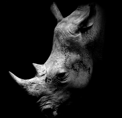 Rhinozeros Kopf aus Dunkelheit